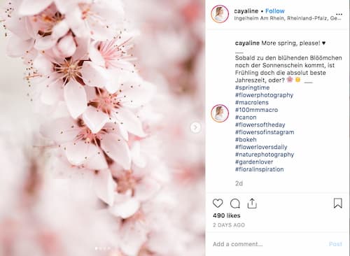Cayaline shares a close up photo of a pink and white cherry blossom.
